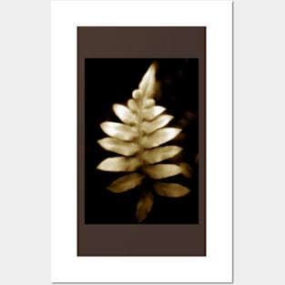 soft focus fern Posters and Art